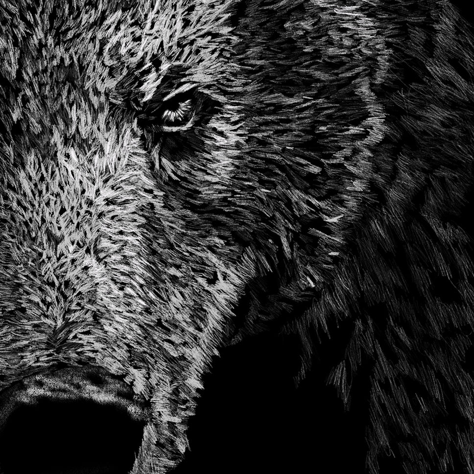Grizzly Bear