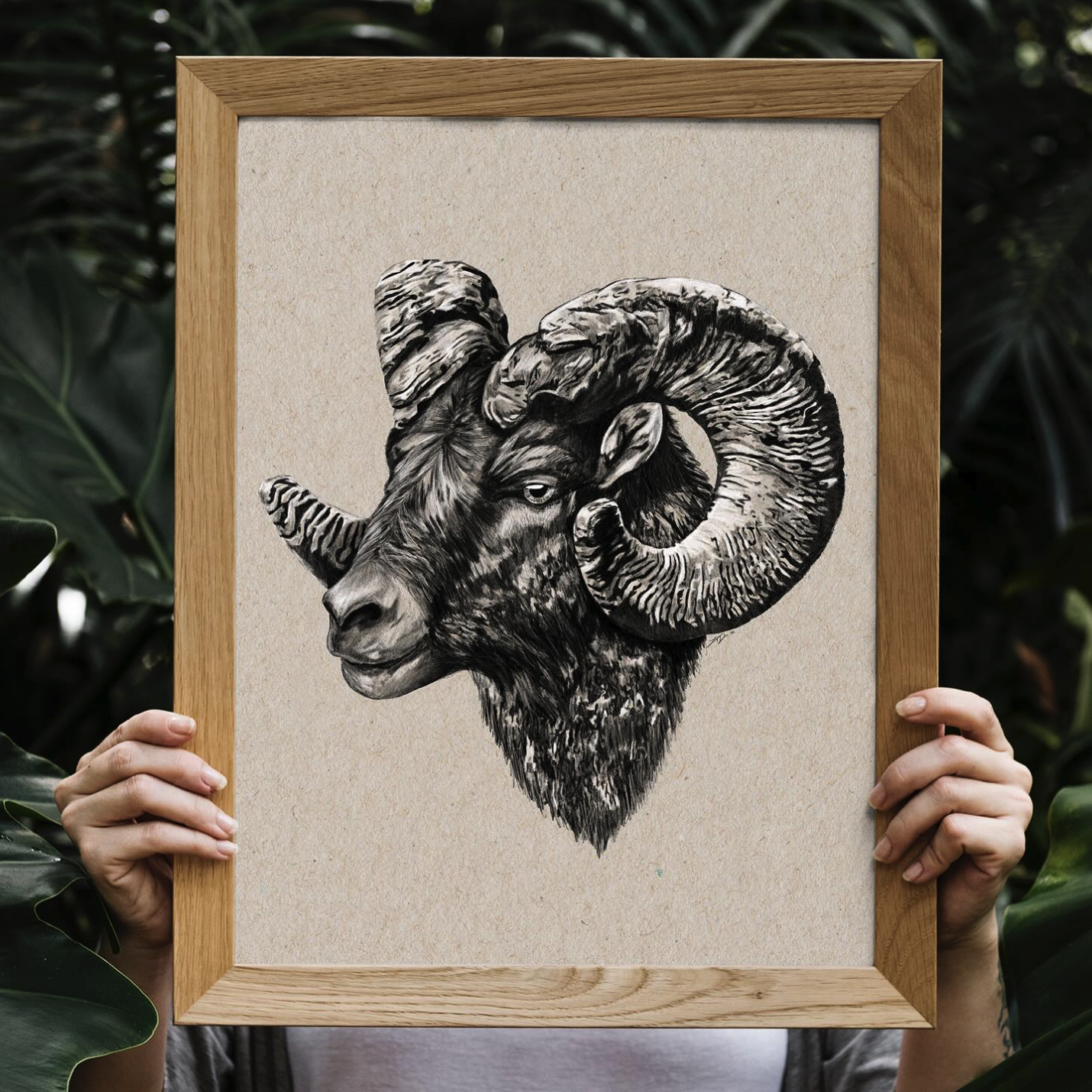 Intricate black and white illustration of a Big Horn Sheep head, showcasing its large, curled horns and detailed fur texture.