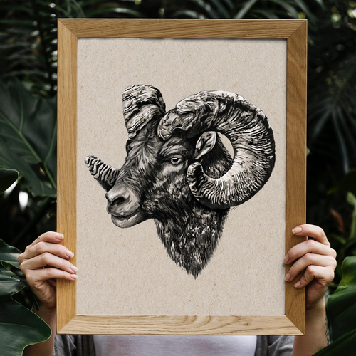 Intricate black and white illustration of a Big Horn Sheep head, showcasing its large, curled horns and detailed fur texture.