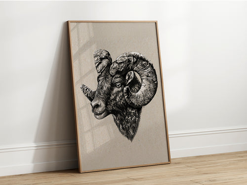 Intricate black and white illustration of a Big Horn Sheep head, showcasing its large, curled horns and detailed fur texture.