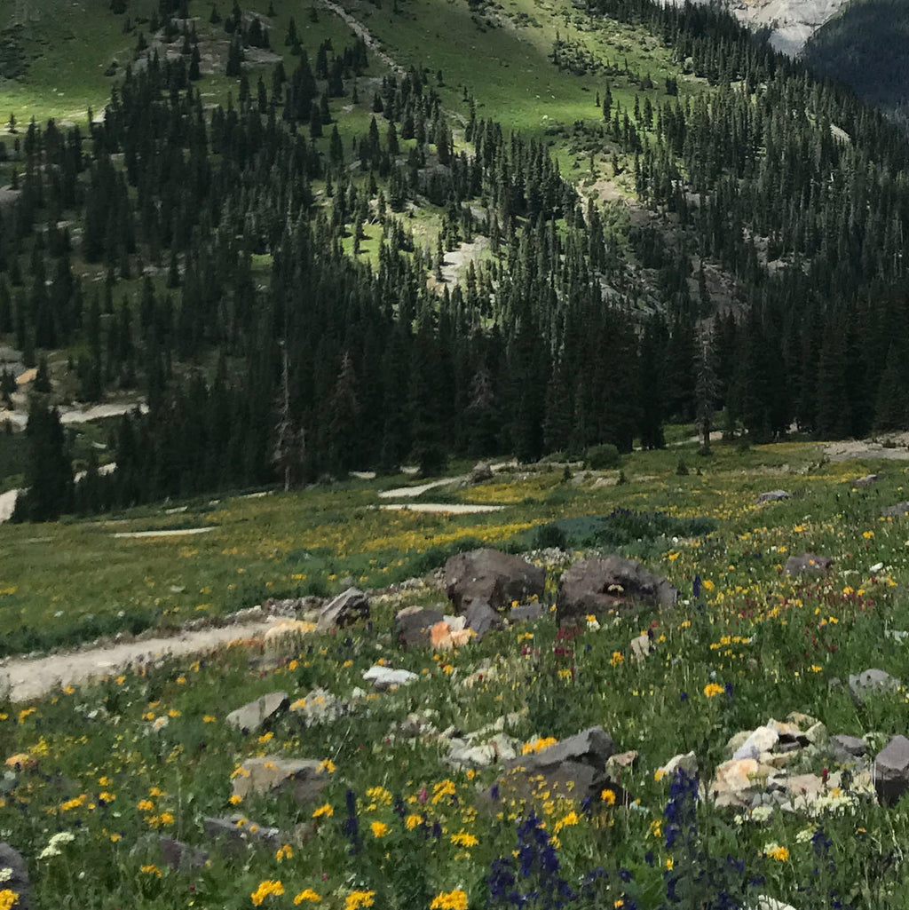 Mountain landscape photo of Telluride, Colorado with blooming wildflowers, pine forests, and blue sky with clouds.