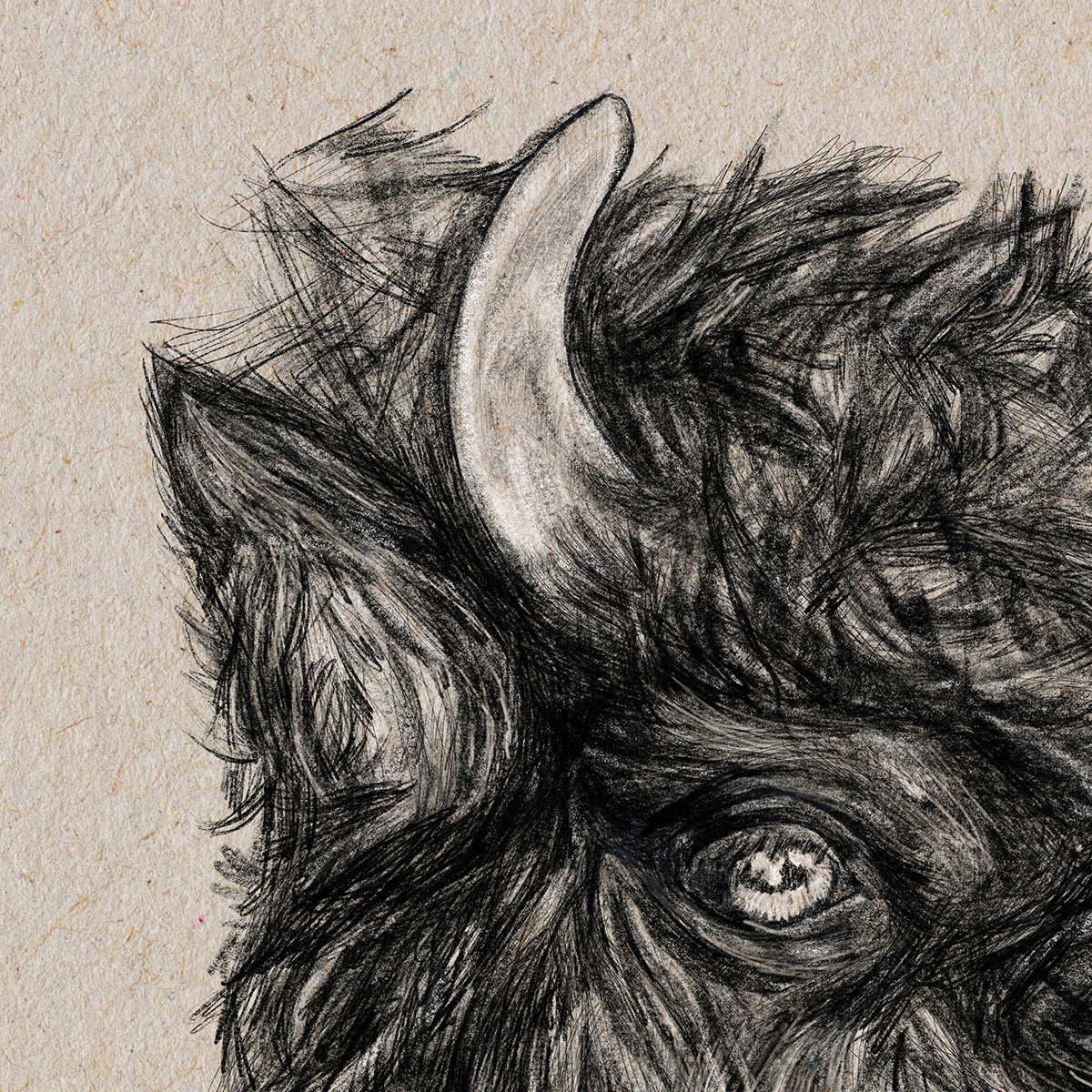 American Bison drawing close up